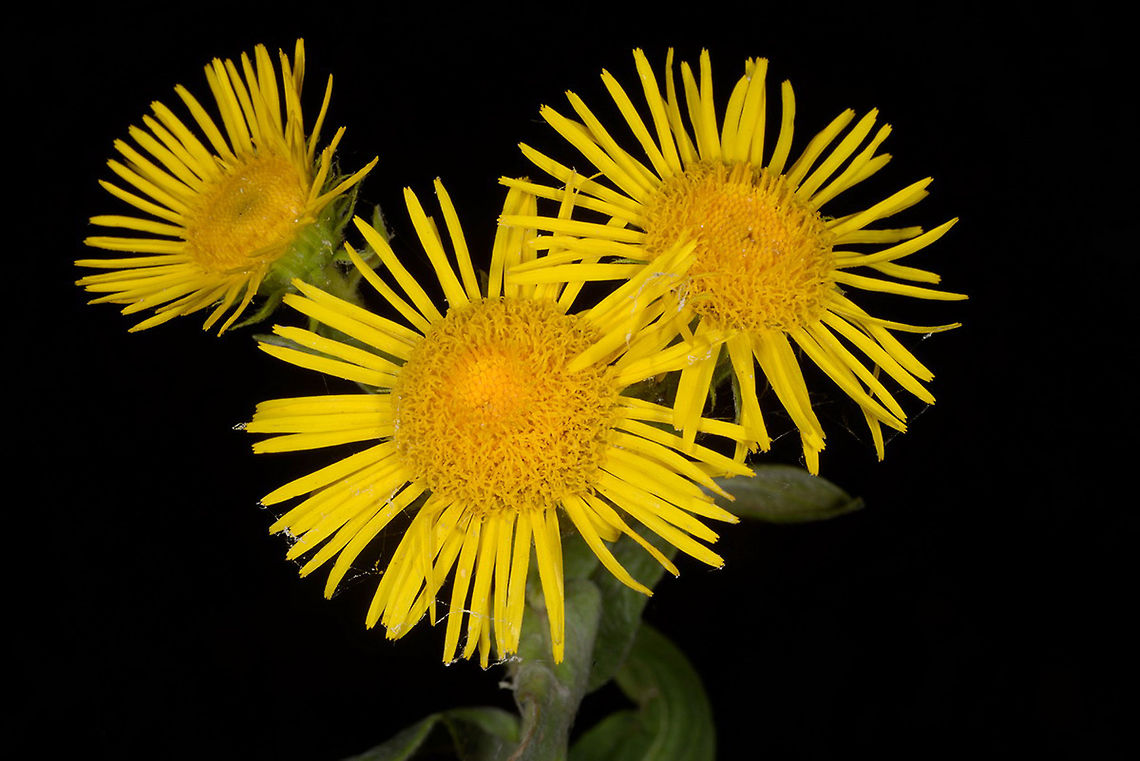 Inula salicifolia Inula salicifolia is a widespread species. It blooms in August in the last wave of summer flowers. Armenia,Geotagged,Inula salicifolia,Summer