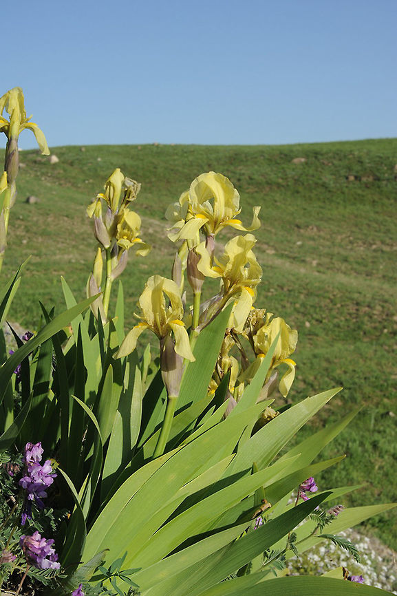 Iris imbricata Iris imbricata is a lovely bearded iris, occurring in <br />
Iran and S Armenia. This picture was taken in S armenia, Karahung junction. Armenia,Geotagged,Iris imbricata,Spring