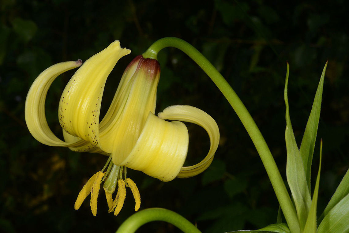 Lilium szovitsianum Lilium szovitsianum is a lovely yellow lily. It is common in Georgia and the Caucasus where it grows in forest edges and alpine meadows, This picture was taken in Georgia, Great Caucasus, Mt Matsvali above Mestia, 1900m. Georgia,Geotagged,Lilium szovitsianum,Summer