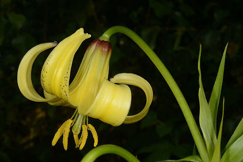 Lilium szovitsianum Lilium szovitsianum is a lovely yellow lily. It is common in Georgia and the Caucasus where it grows in forest edges and alpine meadows, This picture was taken in Georgia, Great Caucasus, Mt Matsvali above Mestia, 1900m. Georgia,Geotagged,Lilium szovitsianum,Summer