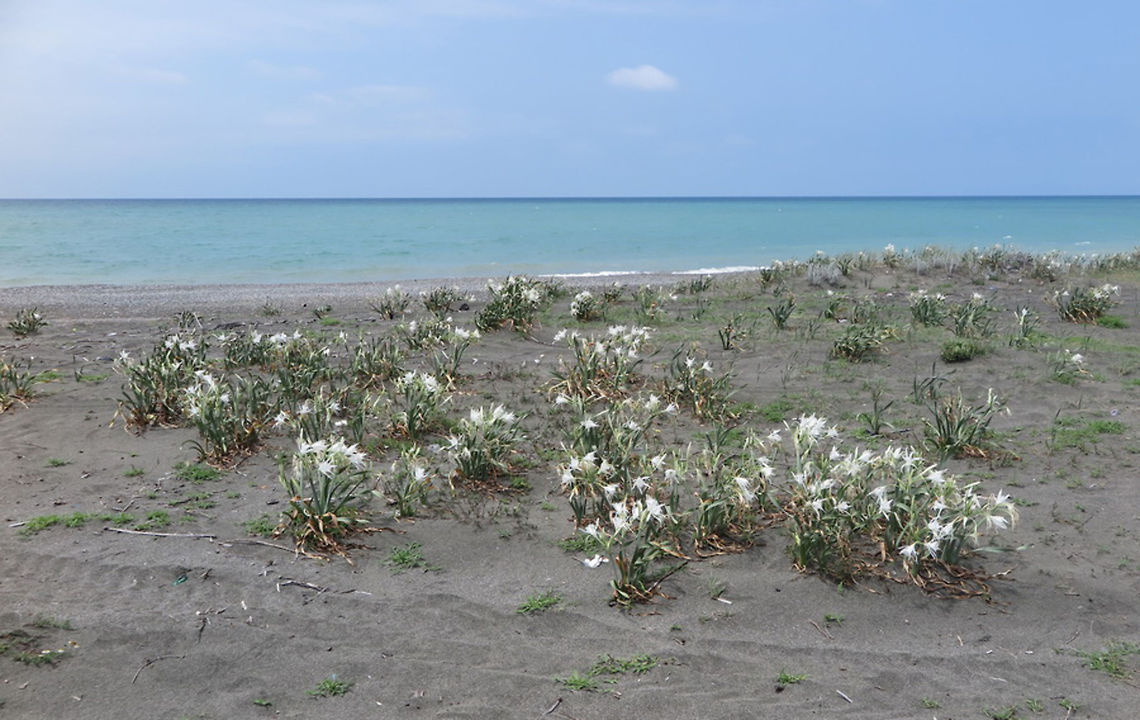 Pancratium maritimum Pancratium maritimum is a common Mediterranean coastal bulb, it penetrates the Black Sea coasts. This picture was taken in  Georgia - Black Sea coast north of Poti, the eastern most populations of this species in the world.  Georgia,Geotagged,Pancratium maritimum,Sea daffodil,Summer