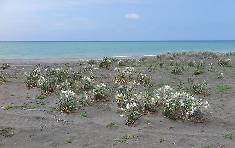 Pancratium maritimum Pancratium maritimum is a common Mediterranean coastal bulb, it penetrates the Black Sea coasts. This picture was taken in  Georgia - Black Sea coast north of Poti, the eastern most populations of this species in the world.  Georgia,Geotagged,Pancratium maritimum,Sea daffodil,Summer