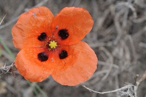 Papaver gorovanicum This lovely popyy grows in inland sandy areas. I found it in Armenia, Gorovan sandy desert reserve. Armenia,Geotagged,Papaver gorovanicum,Spring