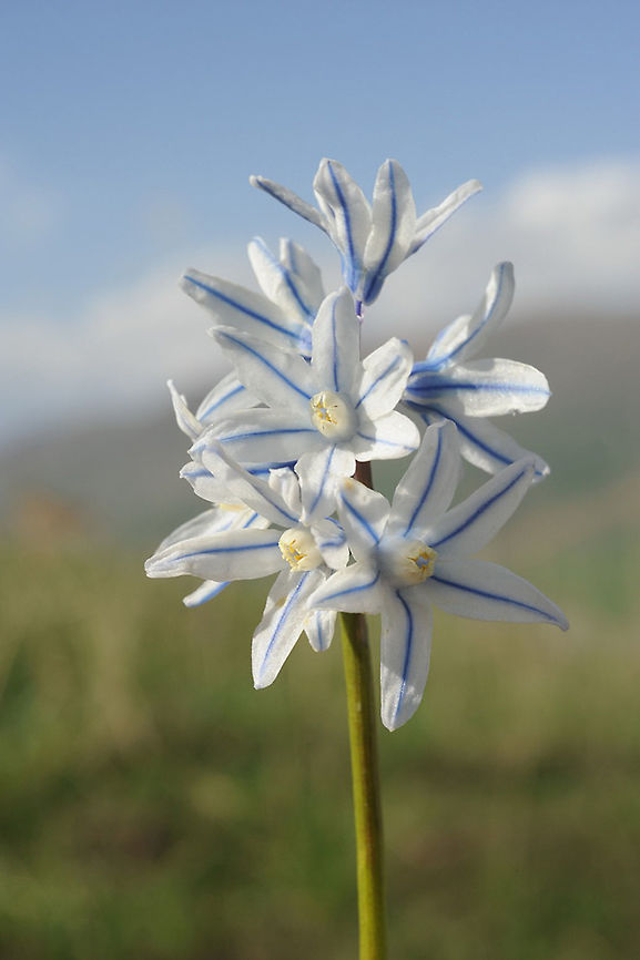 Puschkinia scilloides Puschkinia scilloides grows in alpine meadoes of the Caucasus and beyond. It forms beautiful pale blooming carpets. Armenia, Vorotan path Armenia,Geotagged,Puschkinia scilloides,Spring