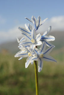 Puschkinia scilloides Puschkinia scilloides grows in alpine meadoes of the Caucasus and beyond. It forms beautiful pale blooming carpets. Armenia, Vorotan path Armenia,Geotagged,Puschkinia scilloides,Spring