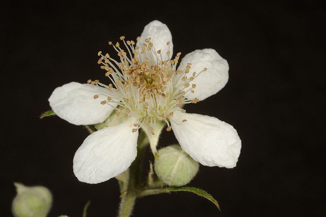 Rubus lloydianus Rubus lloydianus has pure white flowers and whitish felted stems and under-leaves. S Armenia, near Kapan Armenia,Geotagged,Rubus lloydianus,Spring