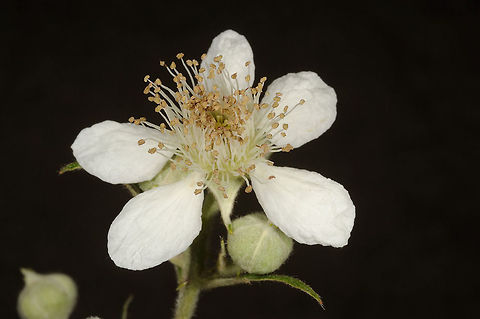 Rubus lloydianus Rubus lloydianus has pure white flowers and whitish felted stems and under-leaves. S Armenia, near Kapan Armenia,Geotagged,Rubus lloydianus,Spring