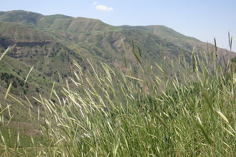 Secale cereale Secale cereale is a wild rye, the progenitor of cultivated rye. It is common in herbaceous sunny pastures in Armenia. Armenia,Geotagged,Rye,Spring,cereale