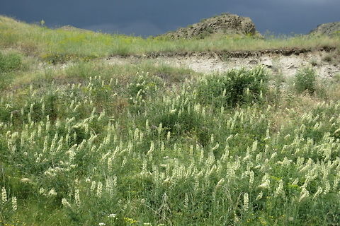 Sophora alopecuroides Sophora alopecuroides  is a common legume in dusturbed land in the Armenia and beyond. Armenia,Geotagged,Sophora alopecuroides,Spring