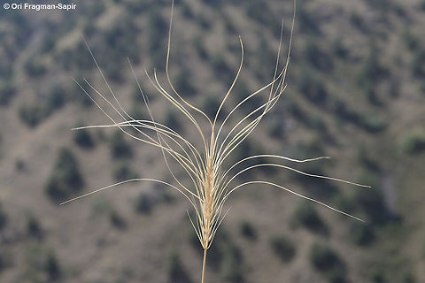 Taeniatherum caput-medusae Taeniatherum caput-medusae is an annual grass, typical to semi-arid lands in SW Asia. Armenia, Daralegis Armenia,Geotagged,Summer,Taeniatherum caput-medusae