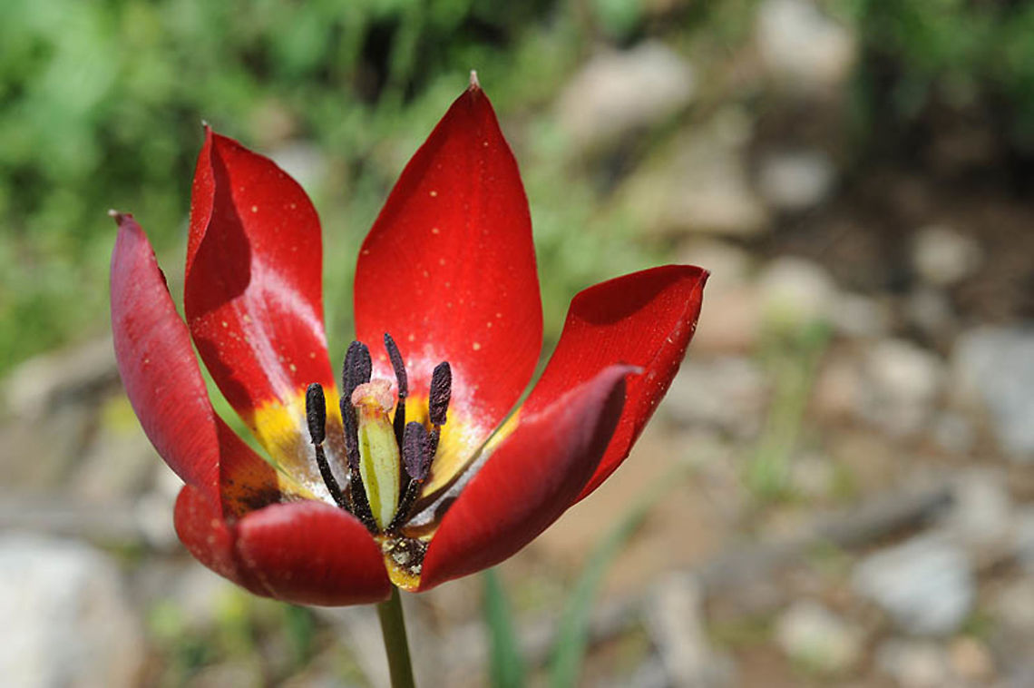 Tulipa julia Tulipa julia is a common rather small red tulip. Armenia - Mt Aragatz Armenia,Geotagged,Spring,Tulipa julia