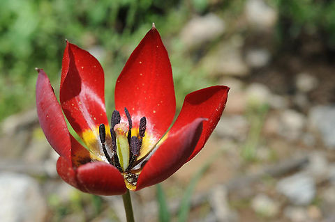 Tulipa julia Tulipa julia is a common rather small red tulip. Armenia - Mt Aragatz Armenia,Geotagged,Spring,Tulipa julia