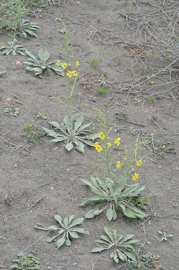 Verbascum suworowianum A nice biennial, found in inland sands. Armenia, Gorovan sandy desert reserve Armenia,Geotagged,Spring,Verbascum suworowianum