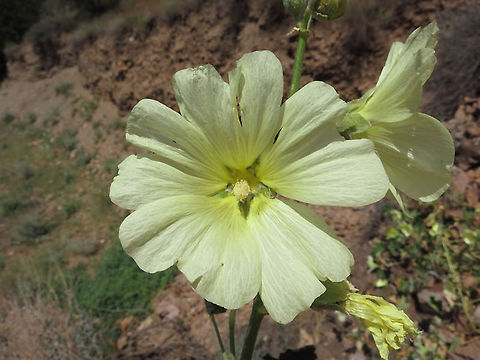 Alcea tabrisiana Alcea tabrisiana is a wild holyhock dound in Iran and Armenaia. Armenia, near Yeghegnadzor Alcea tabrisiana,Armenia,Geotagged,Spring