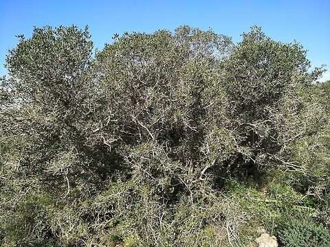Phillyrea latifolia A common evergreen small tree of the Mediterranean scrub. Leaves are opposite.  Geotagged,Israel,Phillyrea latifolia,Winter,latifolia