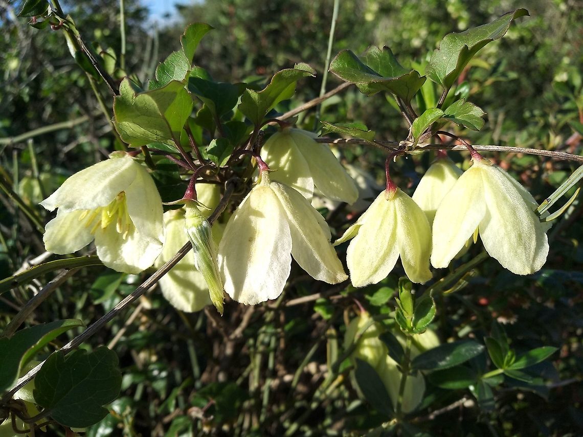 Clematis cirrhosa A common Mediterranean climber. One of the only flower in mid-winter.  Clematis cirrhosa,Geotagged,Israel,Winter