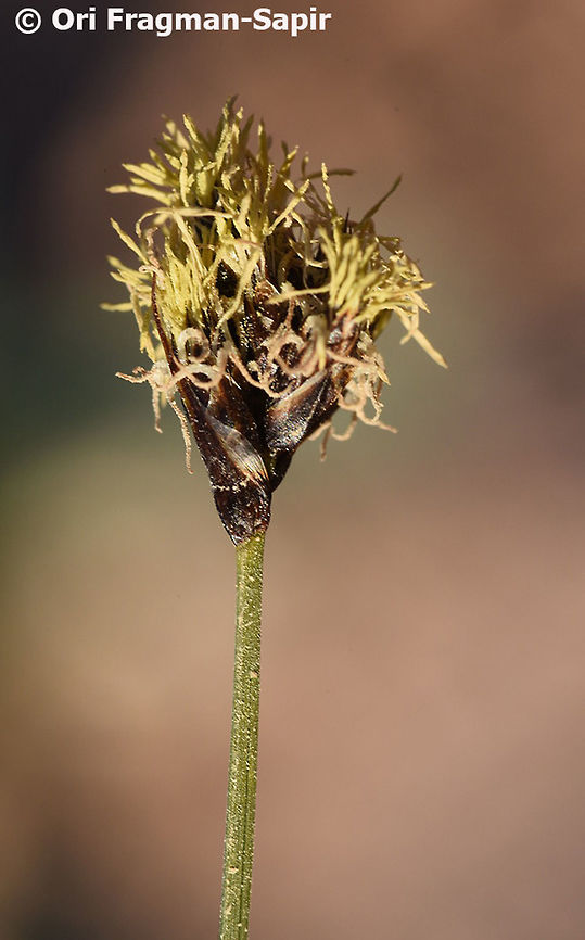 Carex pachystylis Carex pachystylis is a perennial herb of the semi-desert and steppes. It sprouts quickly after rain. Carex pachystylis,Geotagged,Jordan,Winter