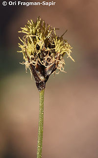 Carex pachystylis