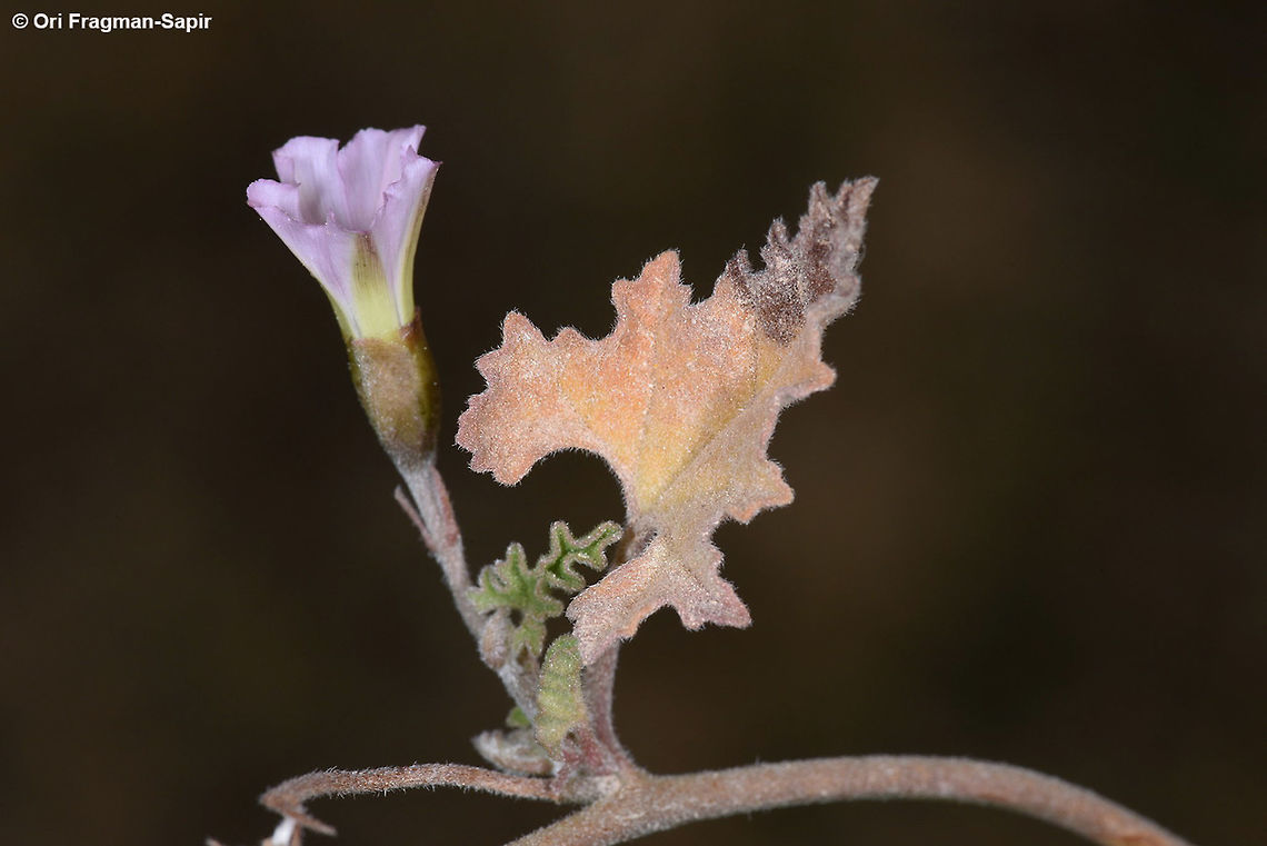 Convolvulus fatmensis Convolvulus fatmensis is an annual to short-living perennial of the extreme desert. In Israel it is rare and endangered. S Israel, N of Yahel, water dwell Idan 7 Convolvulus fatmensis,Geotagged,Israel,Winter