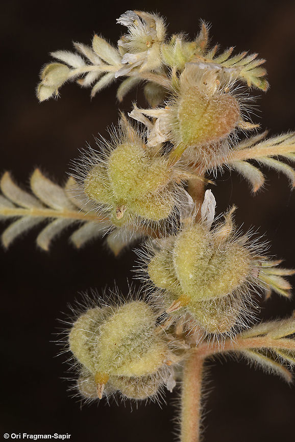 Tribullus mollis A short living perennial of the extreme desert.  Geotagged,Israel,Tribulus mollis,Winter