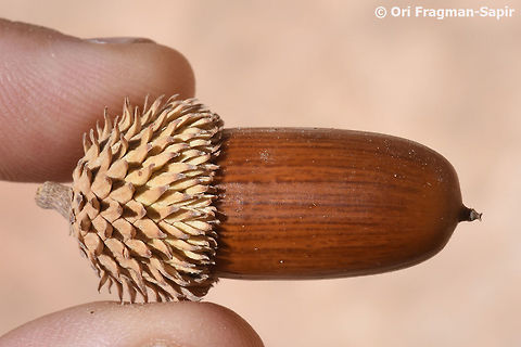 Quercus calliprinos var. puberula Quercus calliprinos is a common tree dominating the east Mediterranean scrub. In the high steppes of S Jordan it is a relict tree. Palestine oak,calliprinos