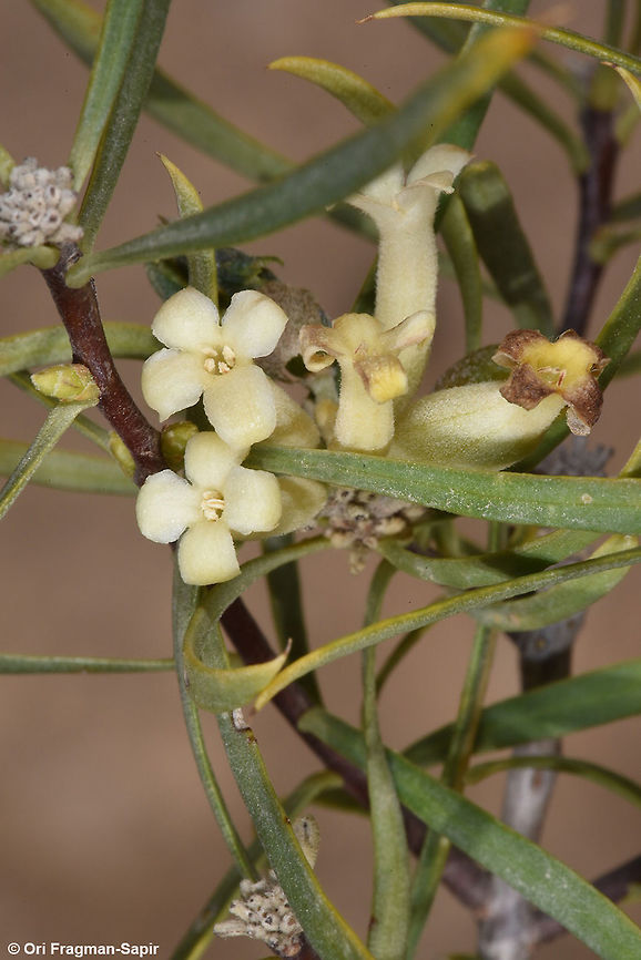 Daphne linearifolia An evergreen shrub with narrow leaves that the goats avoid. Common in S Jordan.  Daphne linearifolia,Geotagged,Jordan,Winter