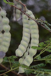 Acacia nilotica Acacia nilotica is a common tree in the dense savannas of India, Gujarat, Gir. The contricted pod is typical. Acacia nilotica,Fall,Geotagged