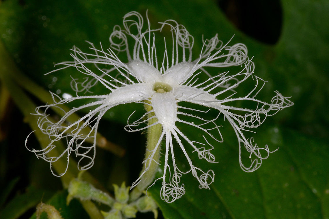 Trichosanthes cucumerina Trichosanthes cucumerina (snake gourd) is a common tropical vine, found in S Asia. Its flowers are so beautiful and intricate. Fall,Geotagged,India,Snake gourd,cucumerina