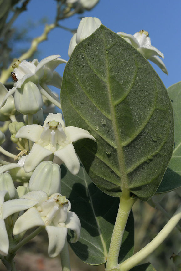 Calotropis gigantea Calotropis gigantea is a large shrub of southern Asia. This picture was taken in India, Gujarat, Bhuj. Calotropis gigantea,Fall,Geotagged,India