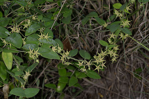 Pentatropis nivalis Pentatropis nivalis is a poisonous climber, Apocynaceae. India, Gujarat, Bhuj Fall,Geotagged,India,Pentatropis nivalis