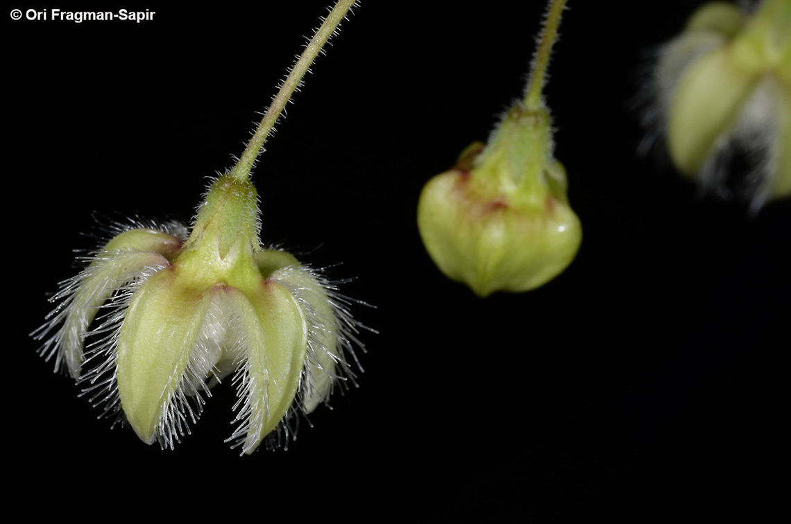 Pergularia daemia Pergularia daemia is an herbaceous climber of S Asia. India, Gujarat, w of Bhuj Fall,Geotagged,India,Pergularia daemia,Trellis-vine
