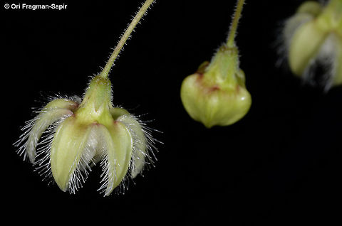 Pergularia daemia Pergularia daemia is an herbaceous climber of S Asia. India, Gujarat, w of Bhuj Fall,Geotagged,India,Pergularia daemia,Trellis-vine