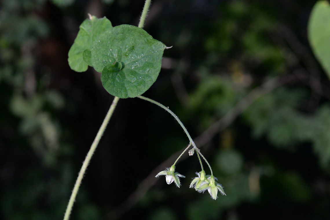 Pergularia daemia A common herbaceous climber of S Asia. India, Gujarat, w of Bhuj Fall,Geotagged,India,Pergularia daemia,Trellis-vine