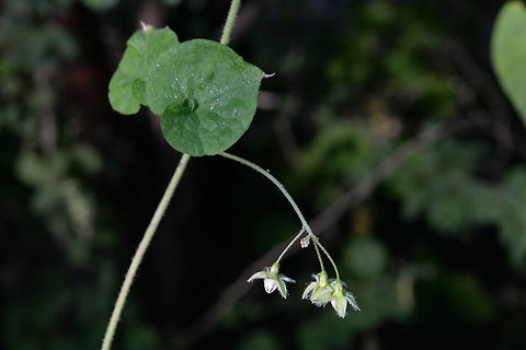 Pergularia daemia A common herbaceous climber of S Asia. India, Gujarat, w of Bhuj Fall,Geotagged,India,Pergularia daemia,Trellis-vine