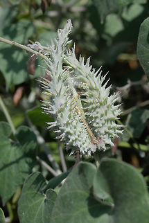 Pergularia daemia A common herbaceous climber of S Asia. Here you can see its fruit. India, Gujarat, w of Mandvi Fall,Geotagged,India,Pergularia daemia,Trellis-vine