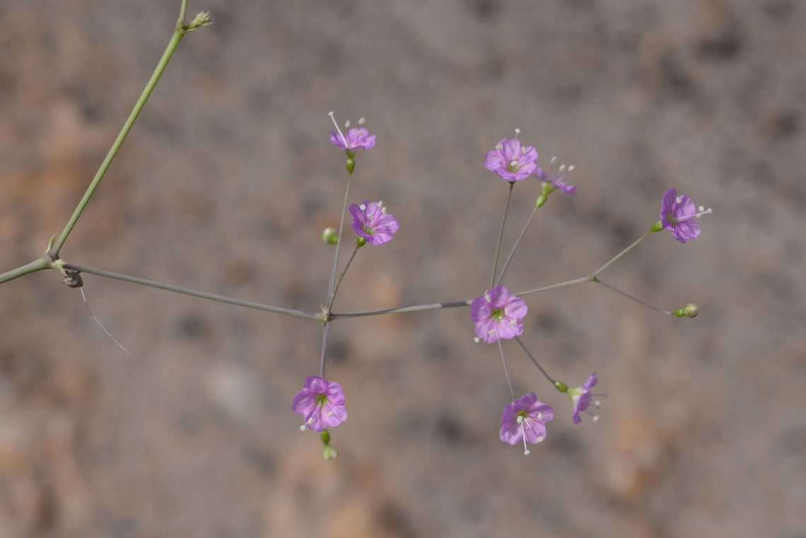 Commicarpus boissieri I found this beautoful perennial in the desert of India, Gujarat, Bhuj. Boerhavia boissieri,Fall,Geotagged,India,boissieri