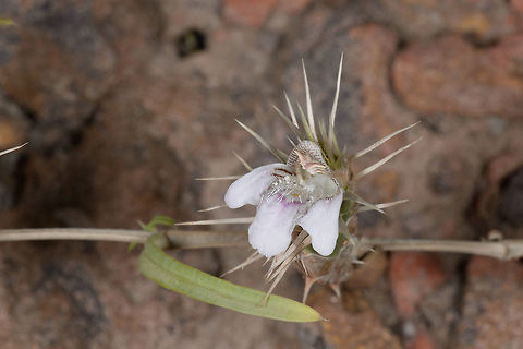 Lepidagathis trinervis Lepidagathis trinervis is a desert plant of the Acanthaceae plant fmai9le. India, Gujarat, Bhuj Fall,Frilly Lepidagathis,Geotagged,India,Lepidagathis trinervis