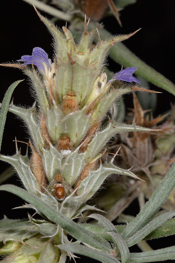 Blepharis sindica Blepharis sindica is a desert perennial of the Sind desert in India and Pakistan. This one was found in India, Gujarat, Bhuj Blepharis sindica,Fall,Geotagged,India