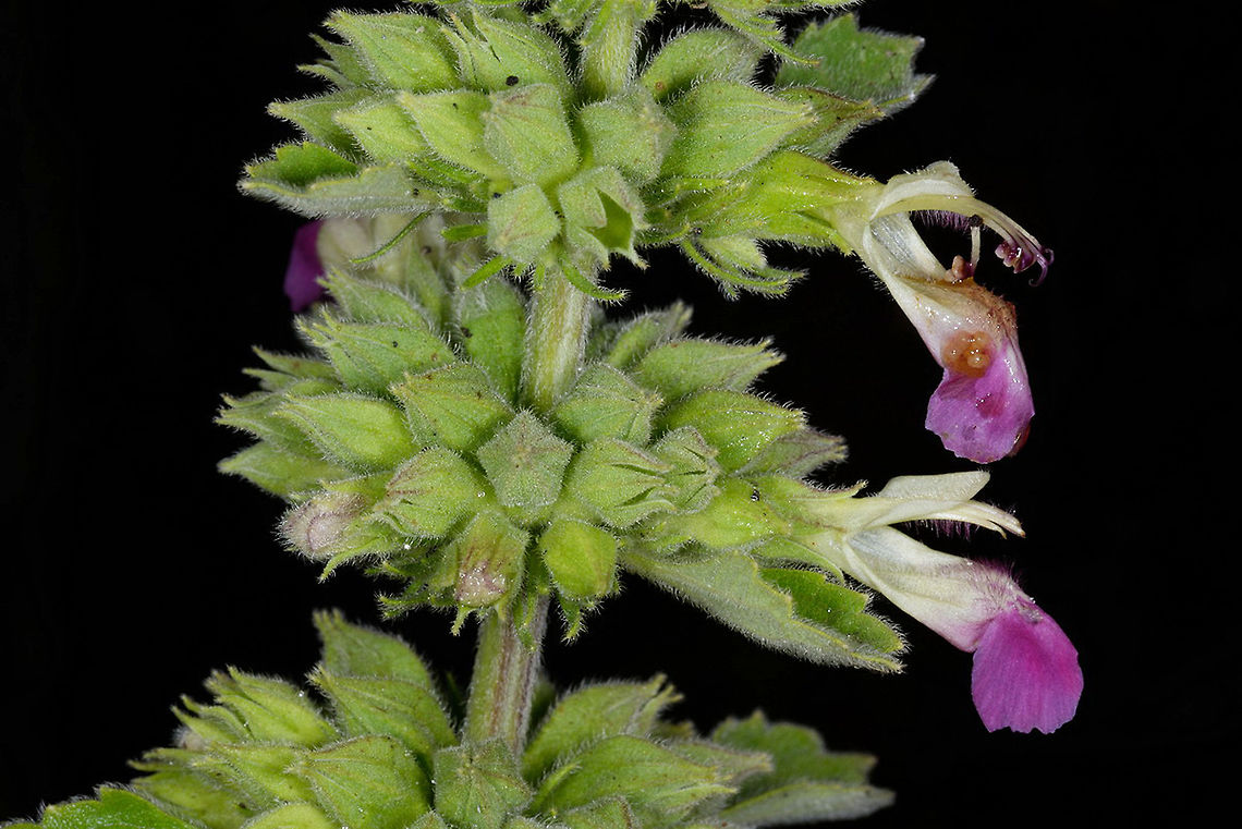 Anisomeles indica Anisomeles indica is a tropical perennial. I found it in India, Mt Abu Anisomeles indica,Fall,Geotagged,India