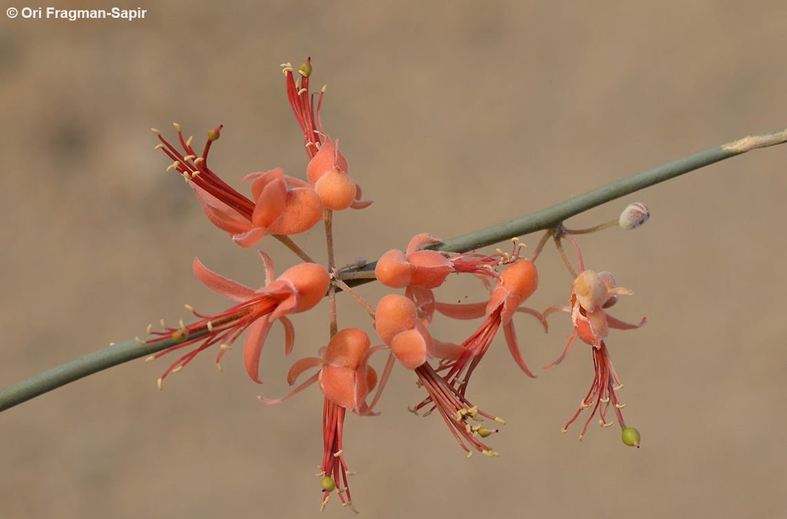 Capparis decidua Capparis decidua is a common shrub in arid W India. it is leafless and has wonderfuil red flowers. India, Rajasthan, w of Jaisalmer Capparis decidua,Fall,Geotagged,India,Kairor karir or kareer