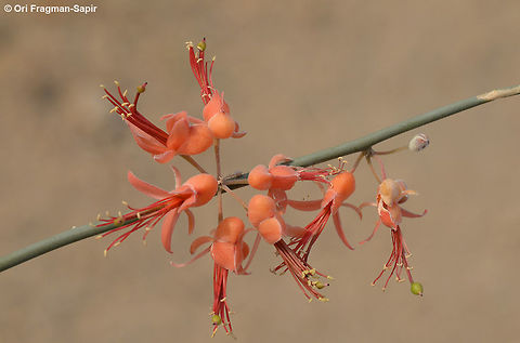 Capparis decidua Capparis decidua is a common shrub in arid W India. it is leafless and has wonderfuil red flowers. India, Rajasthan, w of Jaisalmer Capparis decidua,Fall,Geotagged,India,Kairor karir or kareer