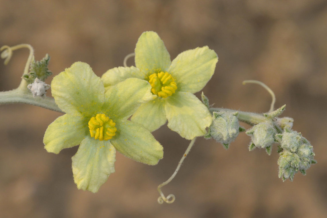 Citrullus colocynthis Citrullus colocynthis is a wild water melon that grows ni the deserts of S Asia, the Middle East and Sahara. India, Rajasthan, w of Jaisalmer Citrullus colocynthis,Fall,Geotagged,India,colocynthis
