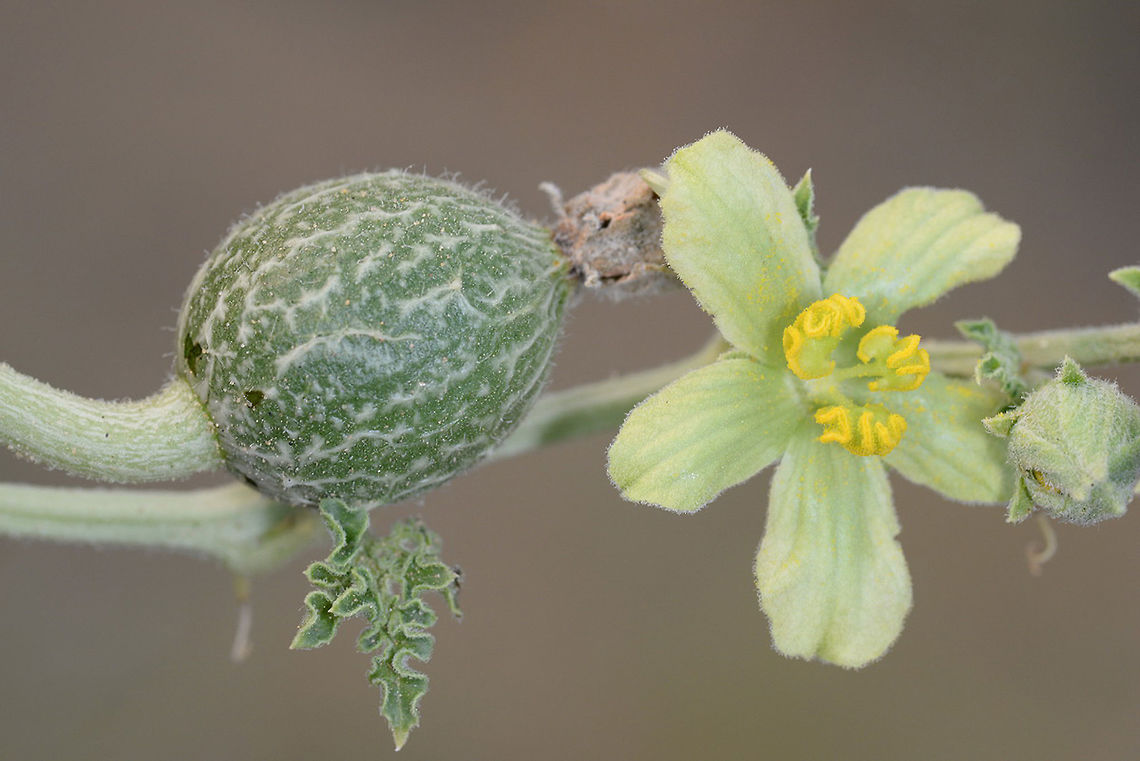 Citrullus colocynthis Citrullus colocynthis is a wild water melon that grows ni the deserts of S Asia, the Middle East  and the Sahara. Here you can see a flwoer and a young fruit. India, Rajasthan, w of Jaisalmer Citrullus colocynthis,Fall,Geotagged,India,colocynthis