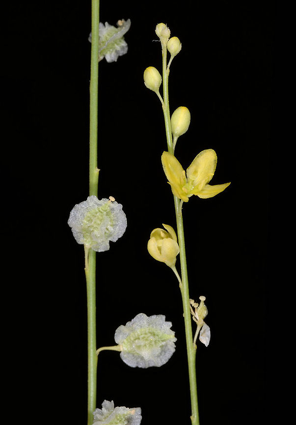 Dipterygium glaucum Dipterygium glaucum is a desert perennial found between Saudi Arabia and India. This one was found in W India, Rajasthan, w of Jaisalmer Dipterygium glaucum