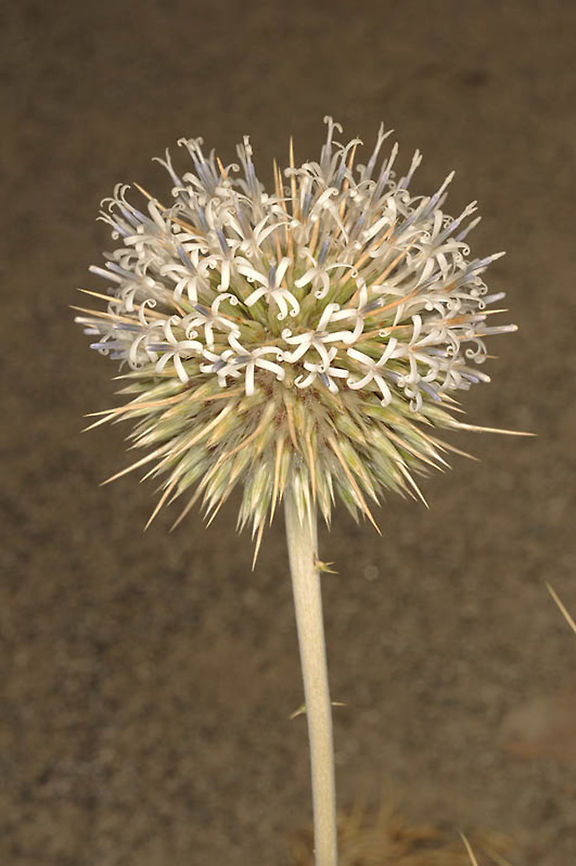 Echinops cornigerus There were very few flowers in N India - Ladack, Indus Valley slopes. But each one was exciting. Blue Globe Thistle,Echinops cornigerus,Fall,Geotagged