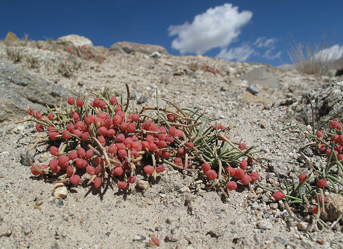 Ephedra regeliana Ephedra gerardiana is a compact sub-shrub found in the arid mountainous desert of Himalayan India, above Leh Ephedra gerardiana,Ephedra regeliana,Fall,Geotagged,gerardiana
