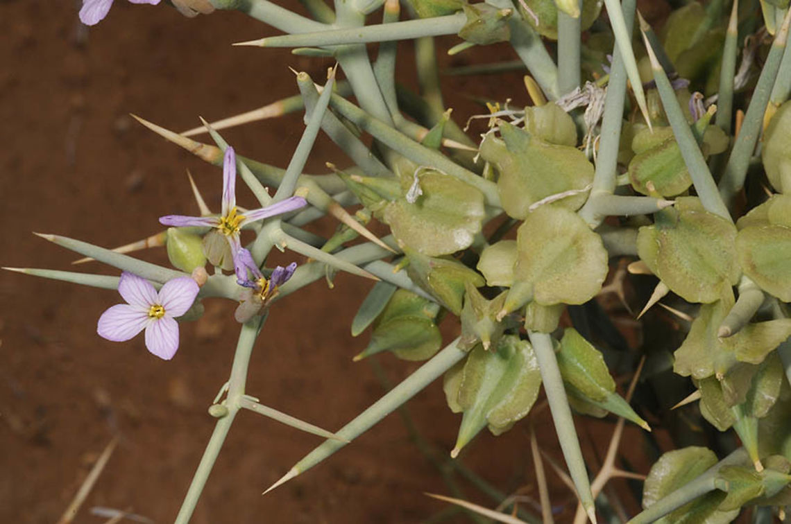 Zilla macroptera Zilla macroptera  is found in the extreme deserty of Morocco: Mezuga Geotagged,Morocco,Spring,Zilla macroptera