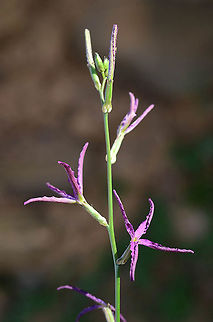 Matthiola maroccana A shy desert annual, Morocco - Nekob Geotagged,Matthiola maroccana,Morocco,Spring