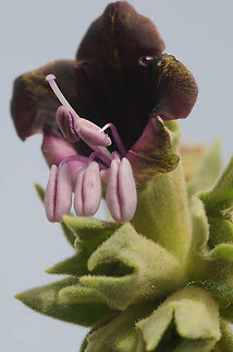 Hyoscyamus muticus Hyoscyamus muticus is a common Saharan perennial, found in sandy habitats. Morocco: Mezuga Sands Geotagged,Hyoscyamus muticus,Morocco,Spring,muticus