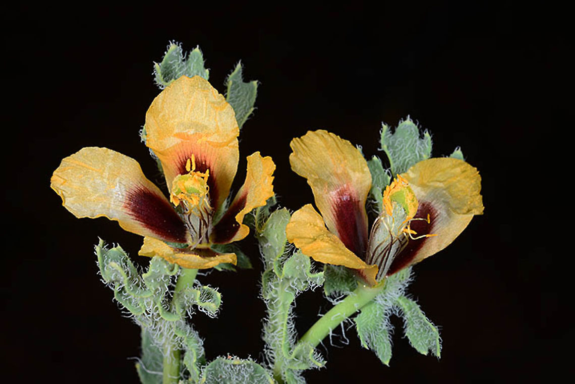 Glaucium corniculatum Glaucium corniculatum is a common annual fround from Sapin and Morocco to the Middle East. Morocco - Mt Sarharo bet Ouarzazat and Draa Geotagged,Glaucium corniculatum,Morocco,Spring,corniculatum
